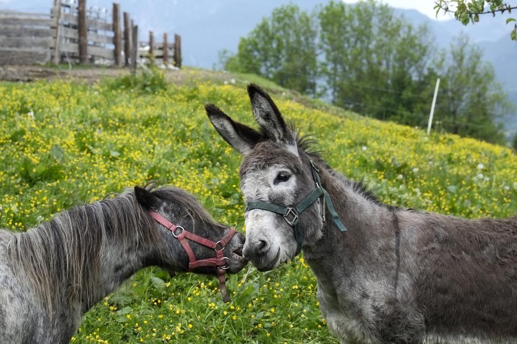 Christernhof Villa Maria Alm am Steinernen Meer Luaran gambar